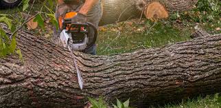 Best Lawn Watering Services  in Penn Valley, CA