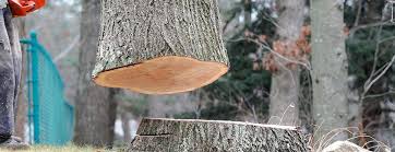Best Commercial Tree Services  in Penn Valley, CA