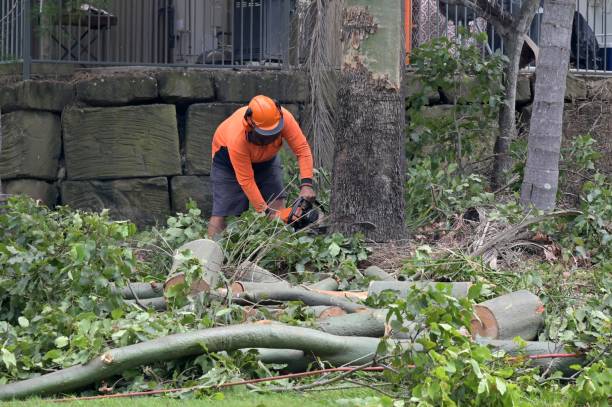 Penn Valley, CA Tree Removal Company
